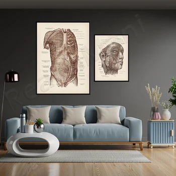 Плакат с изображением периферической нервной системы, напечатанный анатомией человека, медицинское искусство, неврология, художественное оформление клиники, украшение медицинской школы